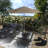 Ethel 132'' Market Umbrella-440688649-440688651