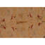 High-Quality Hand-Knotted Cream And Multi Area Rug