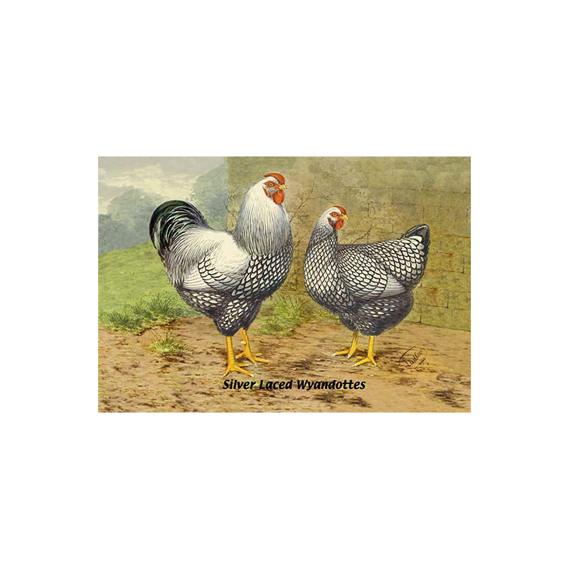 « silver laced wyandottes », impression