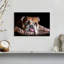 Triste bouledogue-107505094