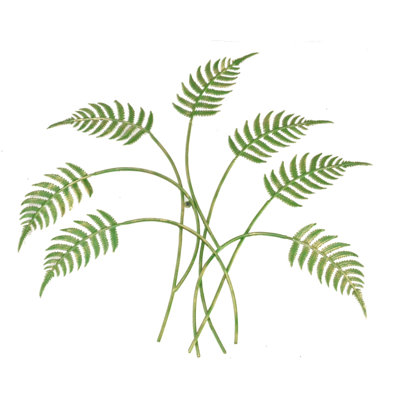 Fern - No Frame Painting on Metal