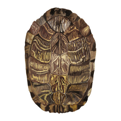 Écaille de tortue - détail I