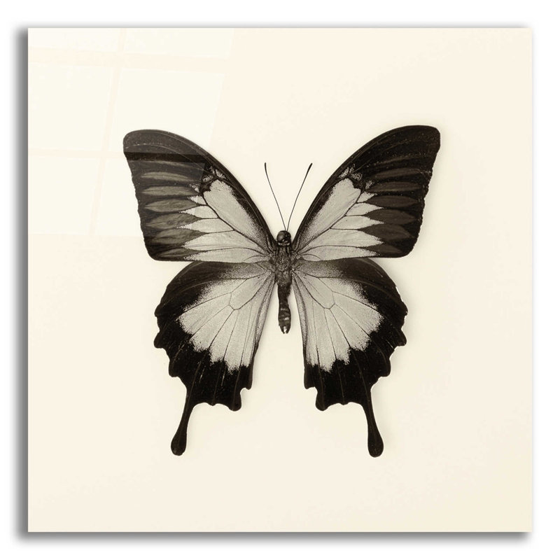 «Butterfly III BW» par Debra Van Swearingen - photographie sans cadre, H 12 po x l 12 po x P 0,13 po