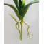 Feuilles d'orchidées artificielles 30 cm