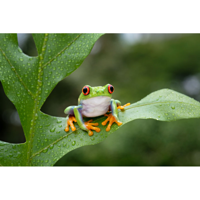 Grenouille - Photographie sur toile tendue, H 8 po x l 12 po