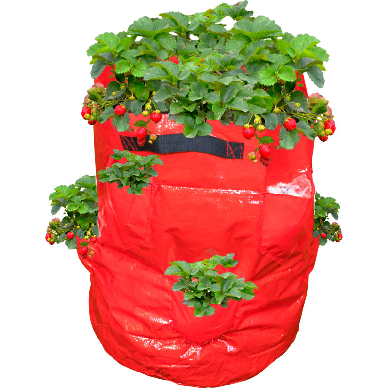St. Helens Home & Garden Growing Kit