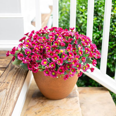 Bouquet de fleurs de marguerite artificielle, 6 faisceaux de fleurs sauvages artificielles, fleurs d'automne artificielles pour les décorations de jardin d'intérieur de fenêtre, fausses mamans en soie, plante artificielle de marguerite en soie, décoration d'automne, rouge