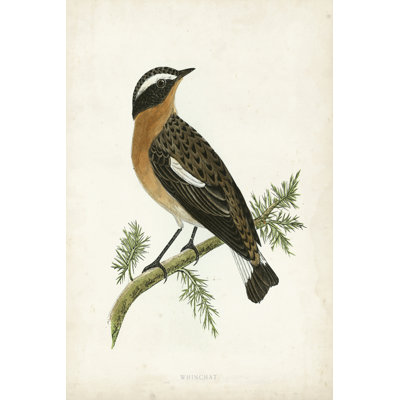 Morris Whinchat by Morris - Wrapped Canvas Art Print