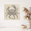 «Crab I» par Sia Aryai, impression sur bois encadrée-100672668