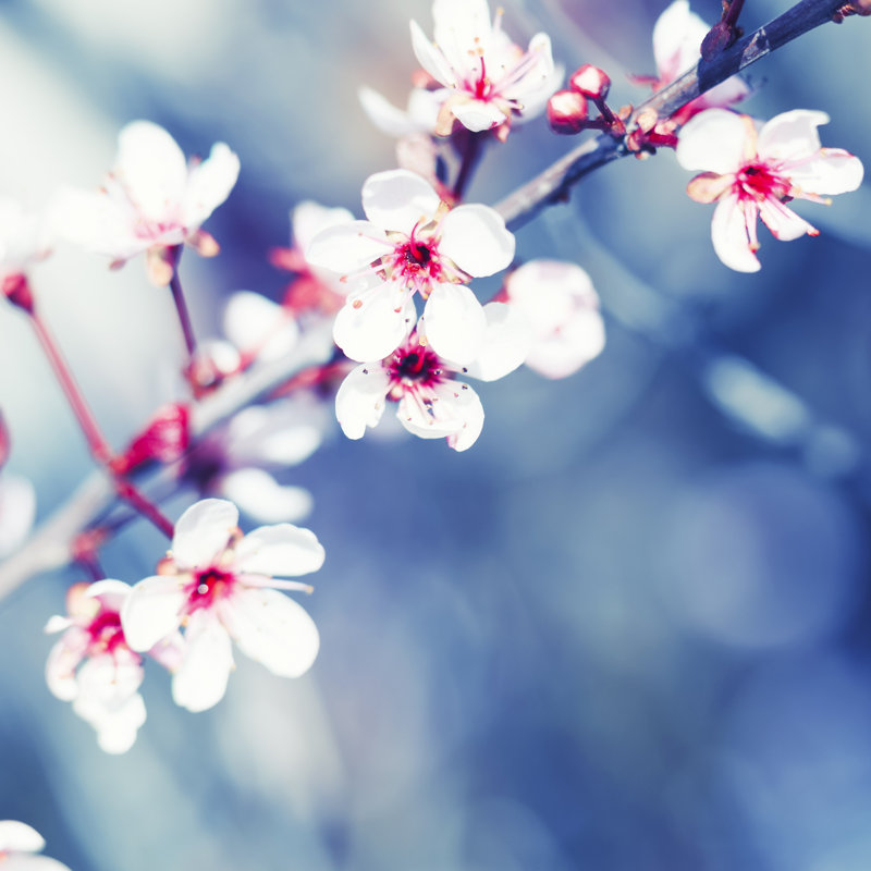 Blooming Cherry Tree - Wrapped Canvas Print