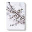 Branch Of A White Cherry Blossom Tree - Wrapped Canvas-55362189