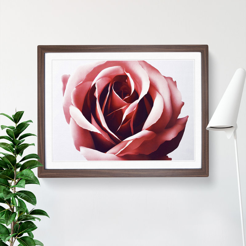 Mystical Rose Flower - Single Picture Frame Print, Walnut , 46cm H x 64cm W
