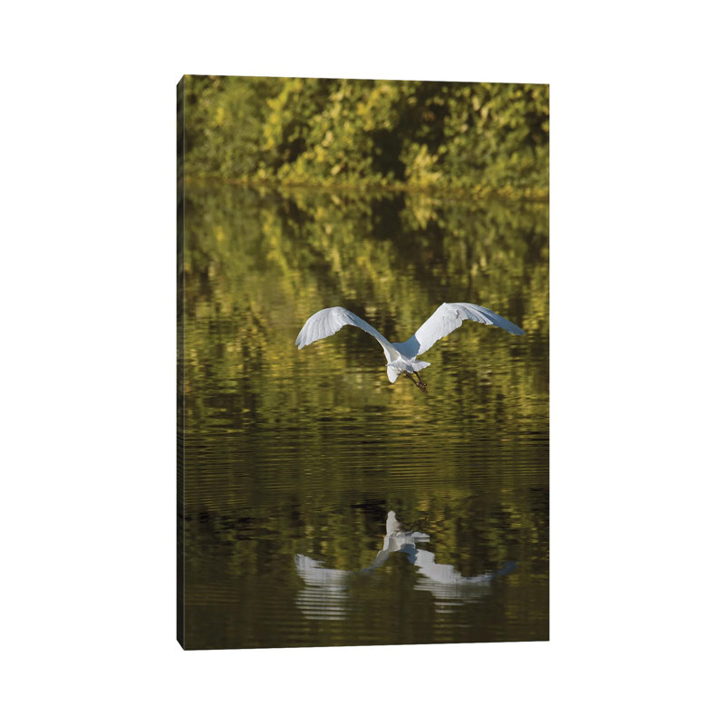 Egret Over Golden Waters by Louis Ruth - Wrapped Canvas Print, 20.32 cm H x 30.48 cm W