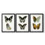 Papillons bleus antiques I - reproduction encadrée sur mesure de qualité supérieure mate - 3 pièces-701876152-701876150