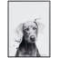 Weimaraner - cadre photo, impression sur verre