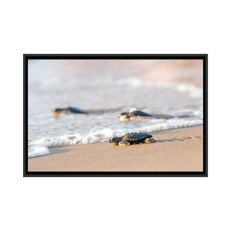 Reproduction de photo « Ridley’s Ridley I » par Larry Idem, Toile avec cadre noir, Pas de tapis, H 18 po x l 26 po x P 1,5 po