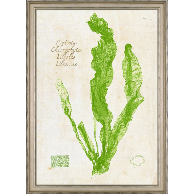 Green Sea Lettuce I - peinture encadrée sur papier