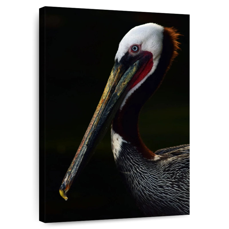 Brampt Brown Pelican Portrait, 12" H x 8" W