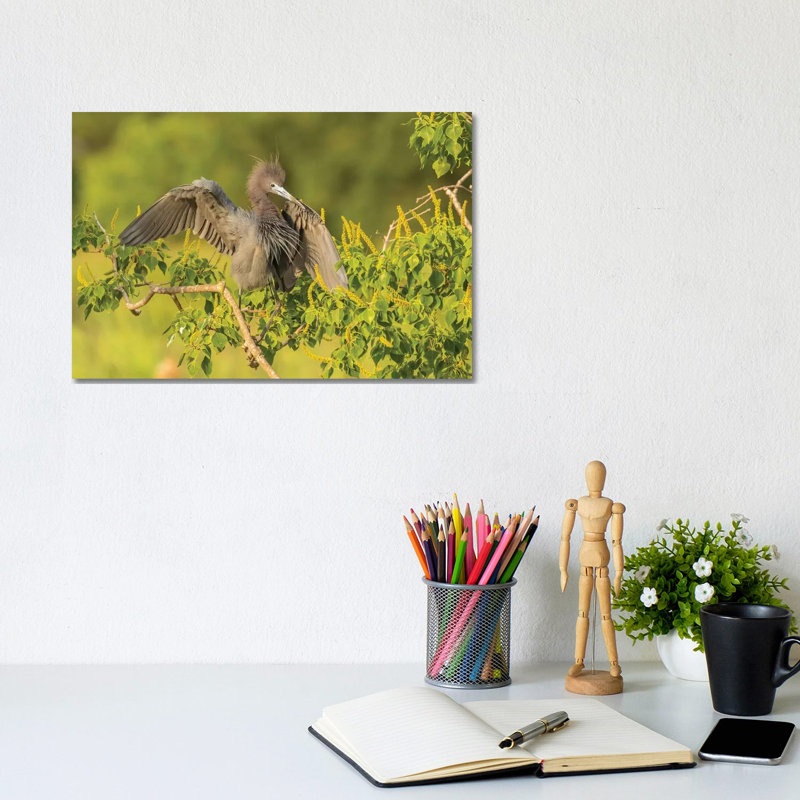 USA, Louisiana, Vermilion Parish. Little Blue Heron Close-up. by Jaynes Gallery - Wrapped Canvas Gallery-Wrapped Canvas Giclée