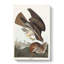 Common Buzzard & Rabbit by John Audubon - Wrapped Canvas Painting-55312753