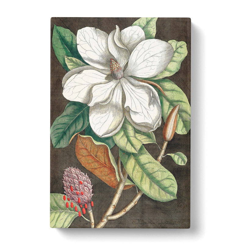 Laurel Magnolia Tree by Mark Catesby - Wrapped Canvas Painting, 60cm H x 40cm W x 3cm D