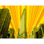 Flatiron Building NYC Print by Batya Kuncman-1052162218-1025327441