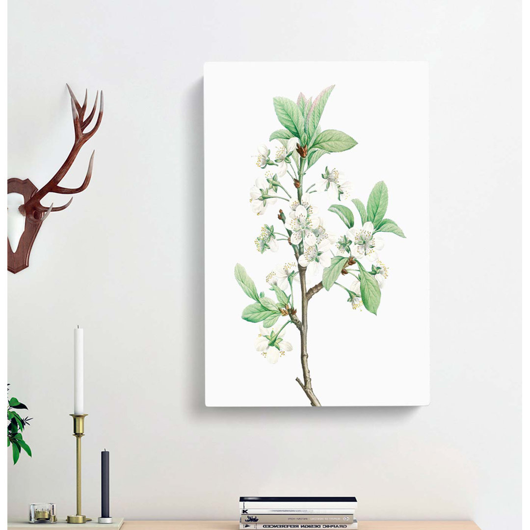 Plum Tree Flowers by Pierre-Joseph Redoute - Wrapped Canvas