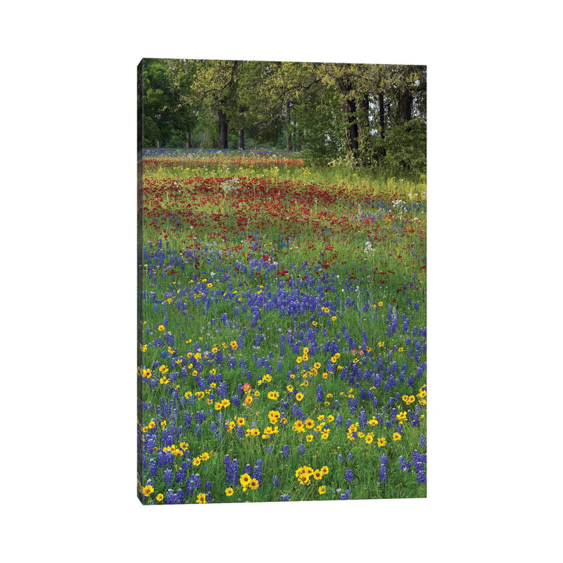 Sand Bluebonnet, Drummond's Phlox And Tickseed, Fort Parker State Park, Texas II by Tim Fitzharris - Wrapped Canvas Print
