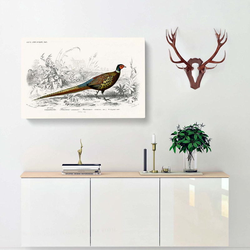 Pheasant Illustration by Charles D' Orbigny - Wrapped Canvas Graphic Art Print, 35cm H x 50cm W x 3cm D