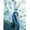 «Pretty Peacocks I» par Yvette St. Amant - reproduction