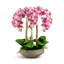 Henrietta RealTouch Orchid Arrangement-393177438