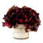 Spring Additions Burgundy Hydrangea in French Label Pot