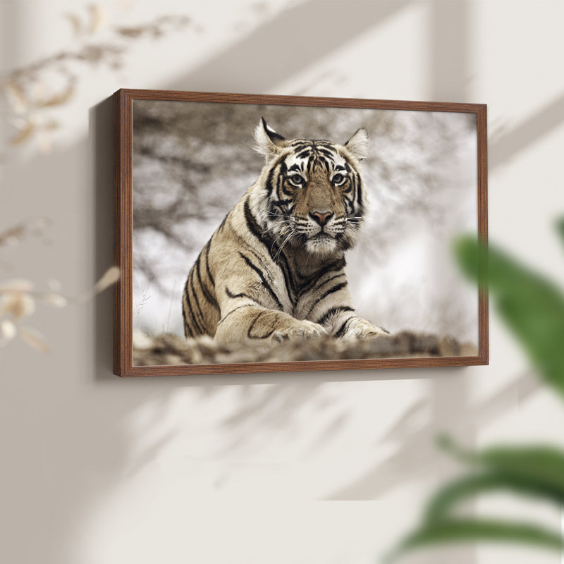 Tigre royal du Bengale - reproduction encadrée - réarmable, H 8 po x l 10 po, Noyer