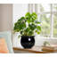 Pot Planter-219574199