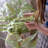 Artificial Tall Fern Leaf Stem-994261990-994261991-994261986