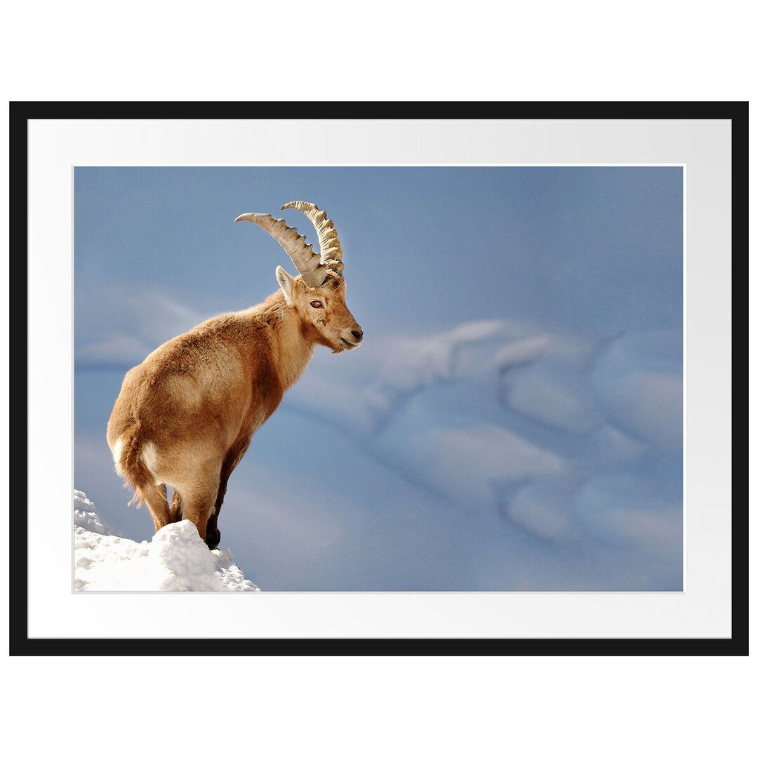 Gerahmtes Poster Steinbock im Schnee