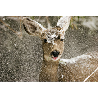 " Deer In Snow " by Gratomlin