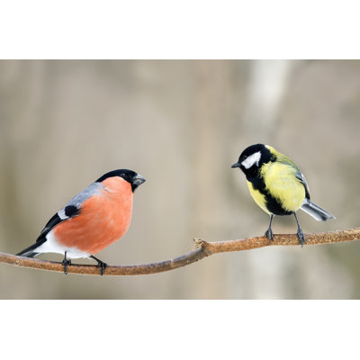 " Bird Bullfinch " by Nataba