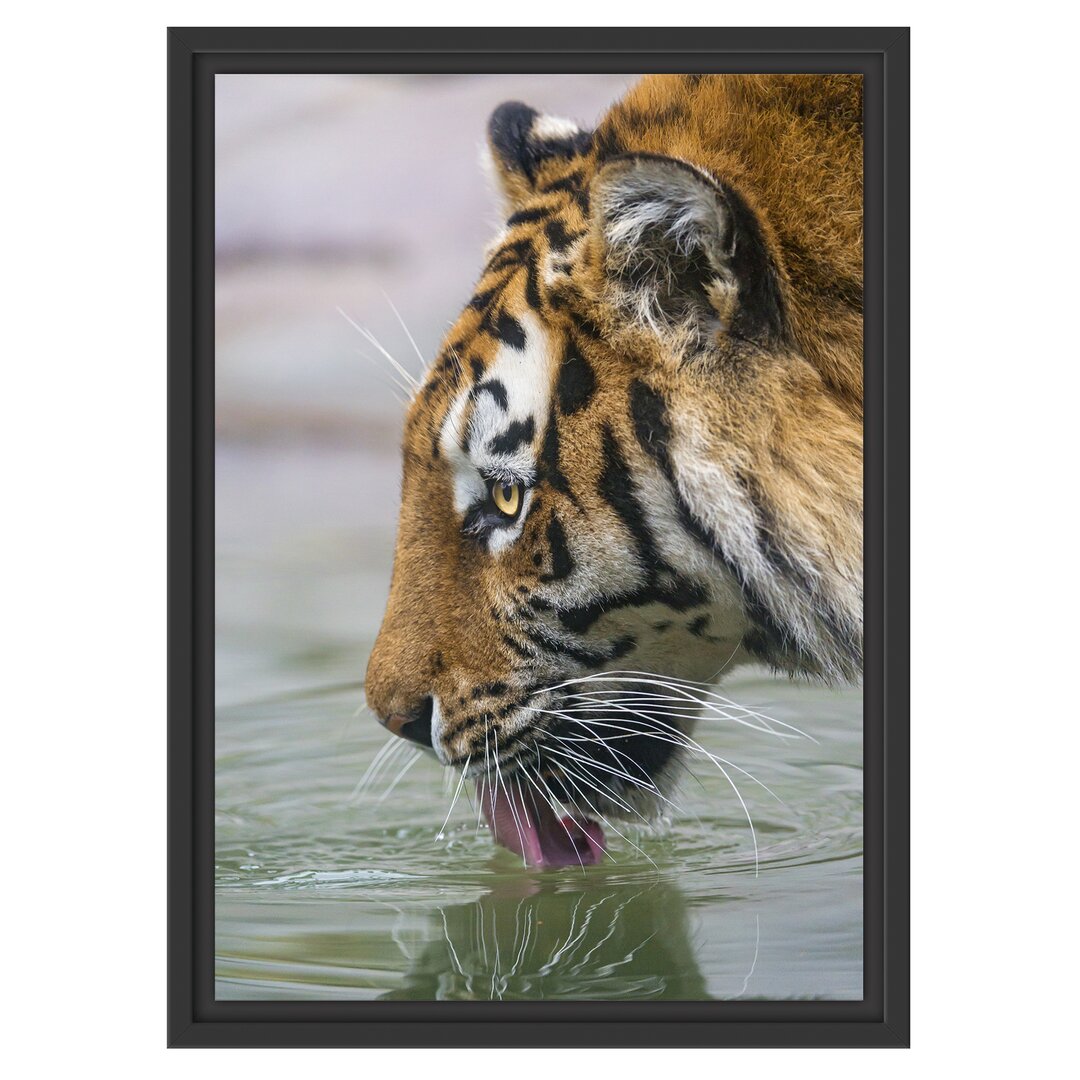 Gerahmtes Wandbild Tiger am Wasserloch