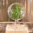 Jussuf Glass Terrarium-295927714