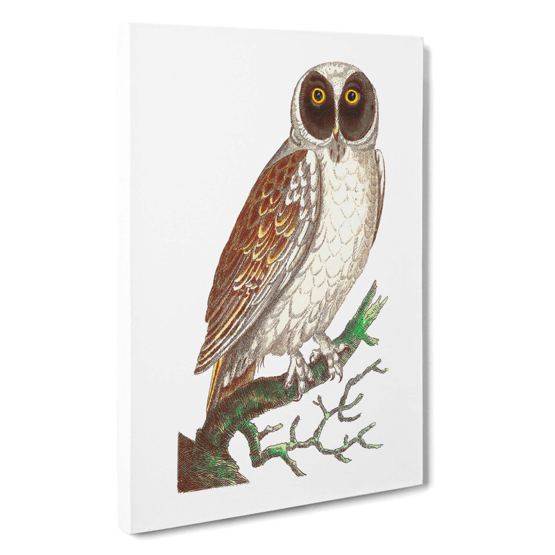 Masked Owl by George Shaw - Wrapped Canvas Painting, 60cm H x 40cm W x 3cm D