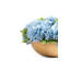 Ian Realtouch Hydrangea Arrangement in Large Gold Bowl-120779232