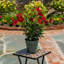 23 po Support pour plante Tall Cefalu
