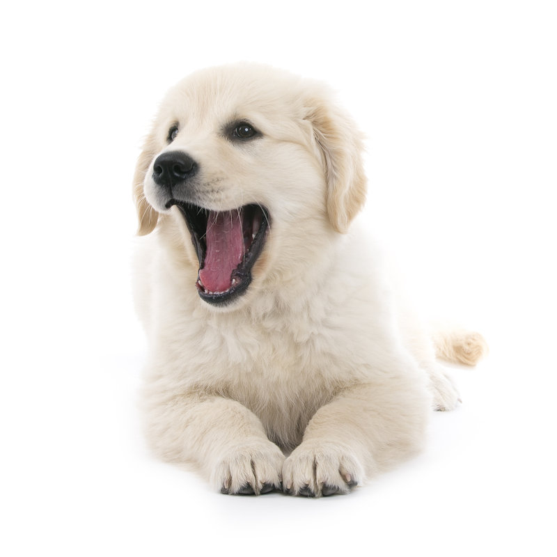 Chiot crème Golden Retriever par Dietermeyrl, H 12 po x l 12 po