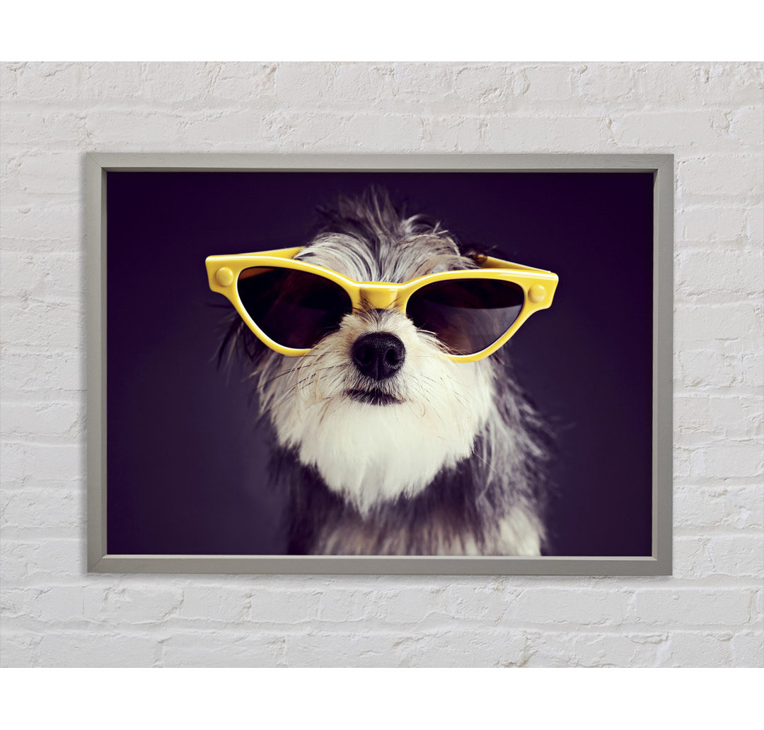 Sonnenbrille Hund Pooch Gerahmter Druck