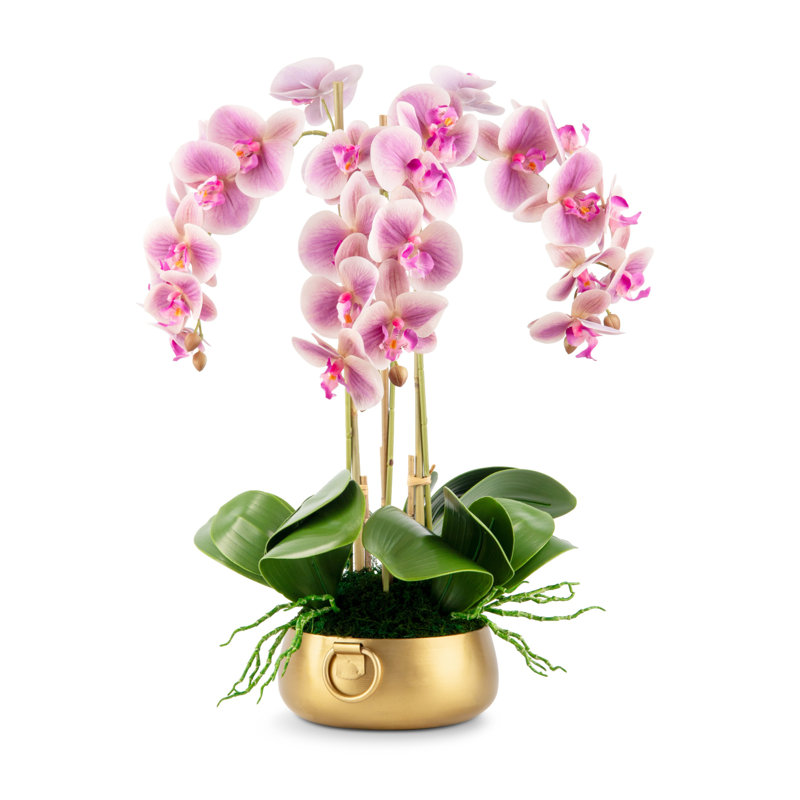 Orchidée Wynn RealTouch, Periwinkle