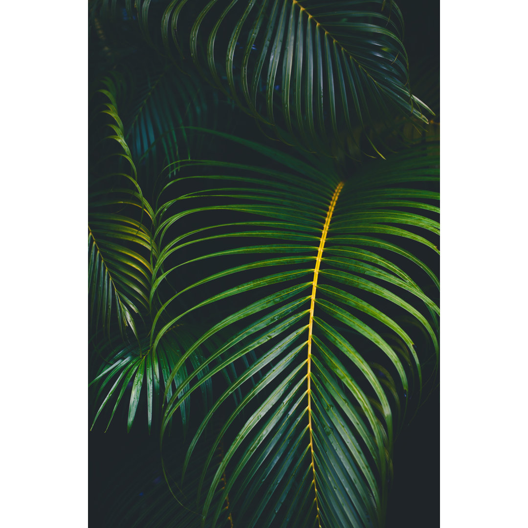 Palm Leaves Background von Jasmina007 - Kunstdrucke ohne Rahmen auf Leinwand