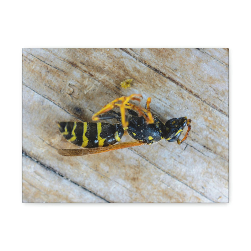 Wall Art on Canvas, 16cm H x 12cm W