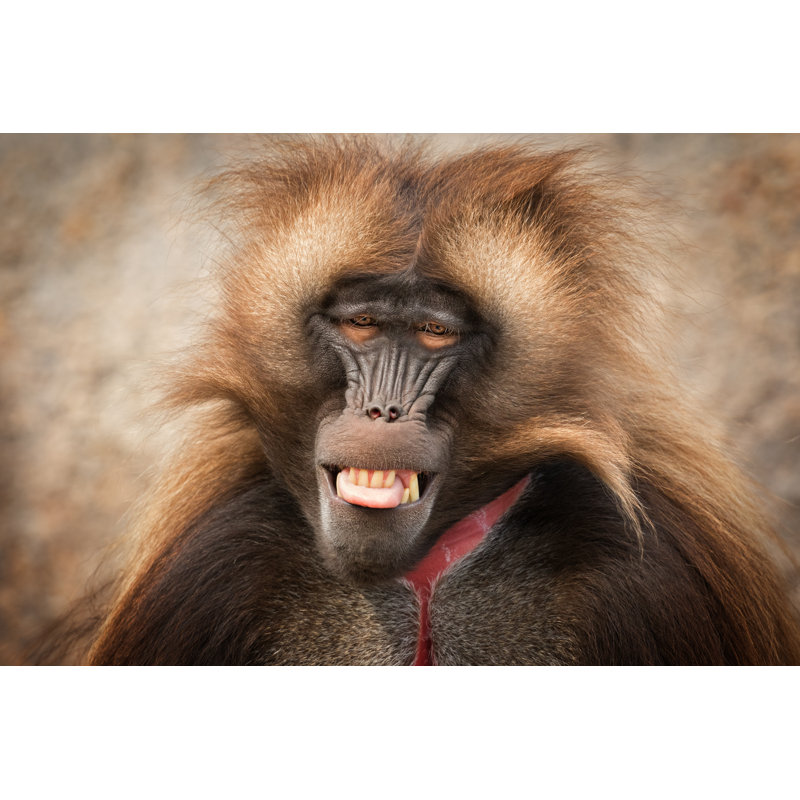 Male Gelada Portrait - Wrapped Canvas Print, 30cm H x 46cm W x 3.8cm D
