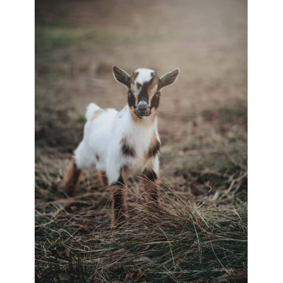 " Lil Cutie "